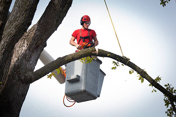 Best Tree Trimming and Pruning  in Sibley, LA